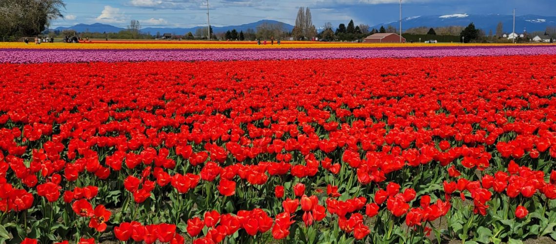 Skagit Valley Tulips